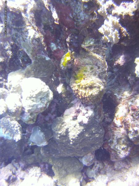 diving.DE el Flamenco,El Quseir bis Port Ghalib,Ägypten