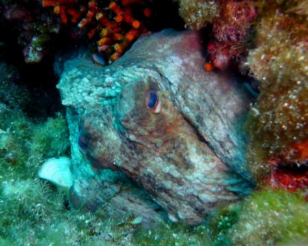 Dive & Fun,Cala D´Or,Mallorca,Balearen,Spanien