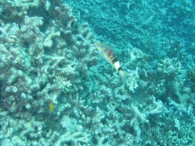 Reef Encounter,Cairns,Australien
