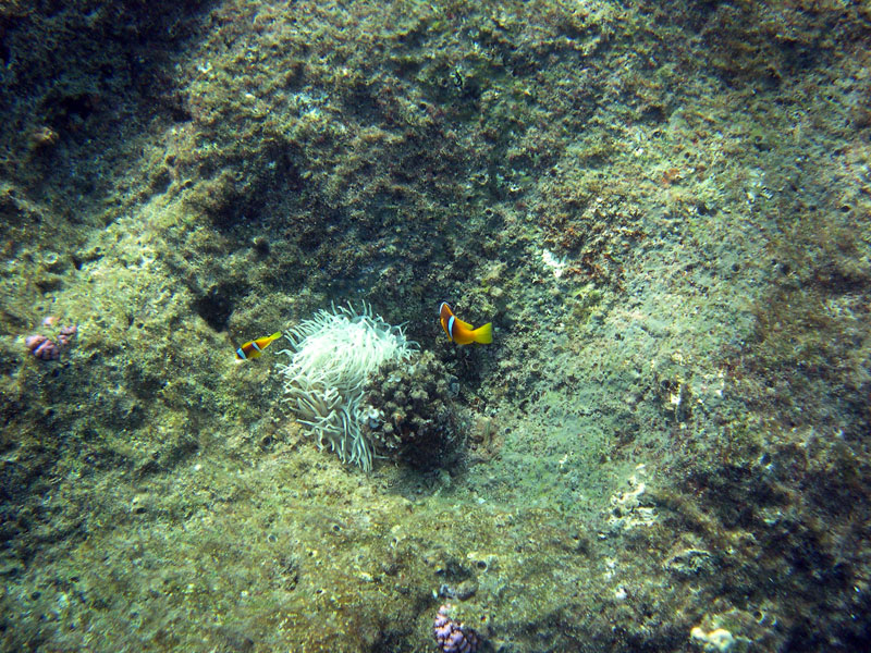 Brayka Bay, Brayka Bay,Ägypten