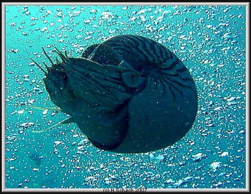 Ocean Hunter I, Palau und Yap allgemein,Palau