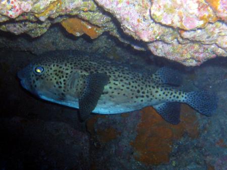 Buceo-Sub La Palma,Kanarische Inseln,Spanien