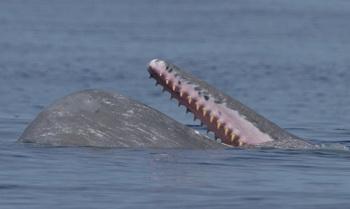 Pottwahlz&auml;hne, Walbeobachtung, Pico, Azoren