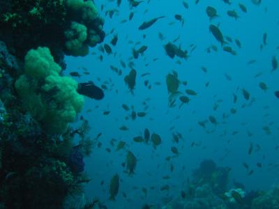 Dive Zone,Lombok,Bali,Indonesien