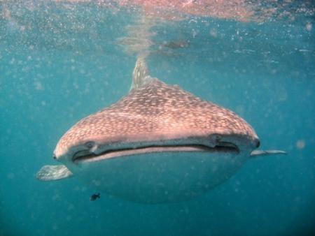 Tauchsafari -> Djibouti Divers (7 Brüder und Wahlhaie),Dschibuti