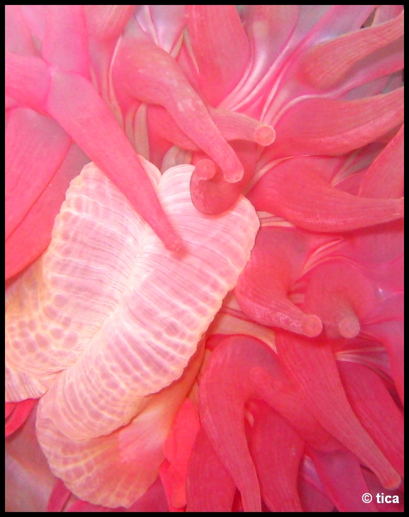 Diverse Nordnorwegen, Mittelnorwegen,Norwegen,anemone,tentakel,rosa