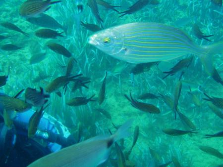 Scuba Dive Center Hergla,Tunesien