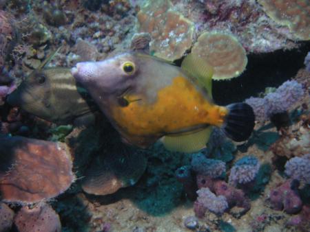 Les Baillantes Tortues,Guadeloupe