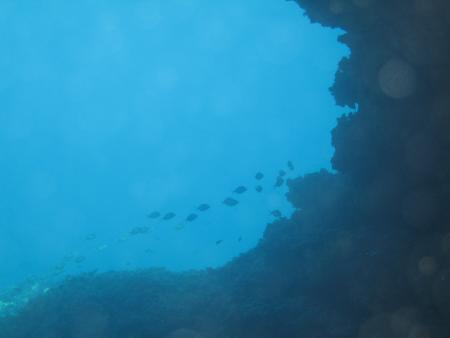 Dive & Fun,Cala D´Or,Mallorca,Balearen,Spanien