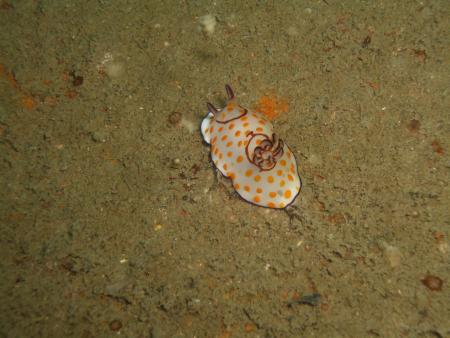 Sub Aqua Dive Center,Khao Lak,Andamanensee,Thailand