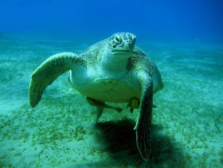 diving.DE el Flamenco,El Quseir bis Port Ghalib,Ägypten