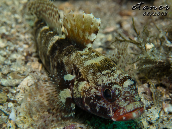 Hausbucht Scuba Valdaliso, Rovinj, Rovinj,Kroatien