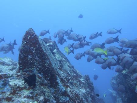 Octopus Diving,Praslin,Seychellen