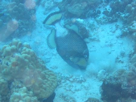 Calypso Diving,Koh Samui,Golf von Thailand,Thailand