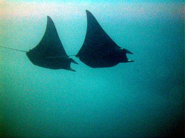 Rasdhoo Atoll Divers,Kuramathi,Malediven