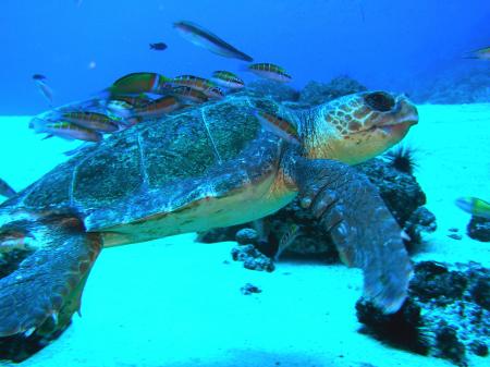 Aquatis Divingcenter Lanzarote,Kanarische Inseln,Spanien