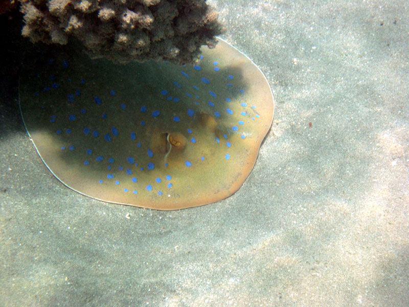 Brayka Bay, Brayka Bay,Ägypten