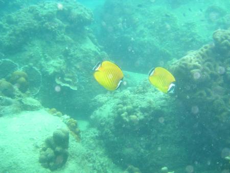 Calypso Diving,Koh Samui,Golf von Thailand,Thailand