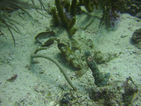 Scuba Pelicano,Isla Margarita,Juan Griego / Venezuela,Venezuela