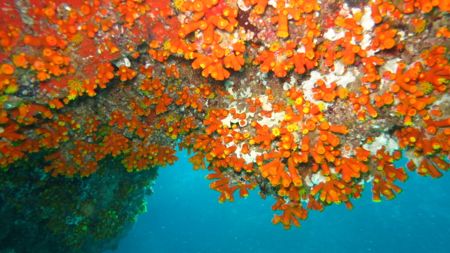 Sal unterwasser, Scuba Caribe, Hotel Riu Funana & Garopa, Sal, Kap Verde
