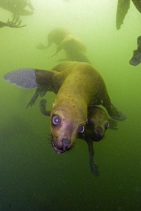 Seelöwentauchen,Palomino Insel,Peru