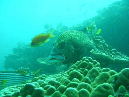 Dhiggiri Dive Center,Malediven