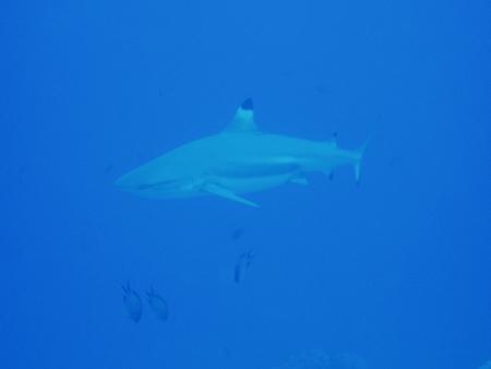 Nemo Diving World,Bora Bora,Französisch-Polynesien