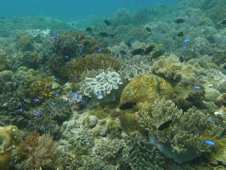 Blue Star Dive & Resort,Philippinen