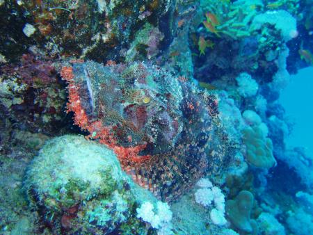 diving.DE el Flamenco,El Quseir bis Port Ghalib,Ägypten