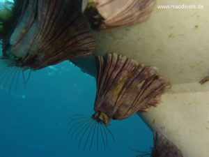 El Hierro, El Hierro,Spanien