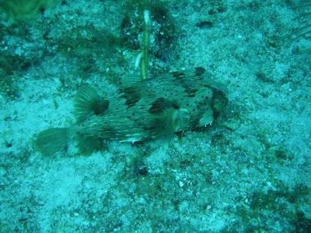Conch Republic Divers,Tavernier,Florida,USA