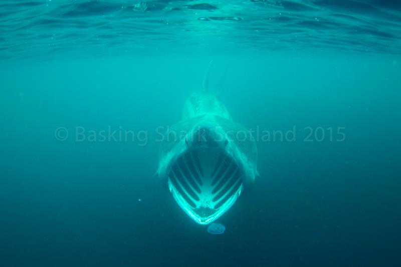 Riesenhai Beim Fressen Basking Shark Scotland Oban Foto 303723 Auf Taucher Net