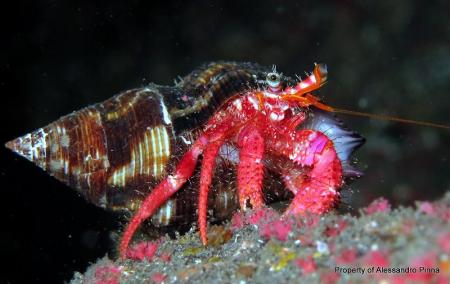 Tauchpartner La Palma,Kanarische Inseln,Spanien