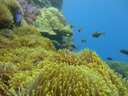 Dream Team Divers,Ya Nui,Phuket,Andamanensee,Thailand