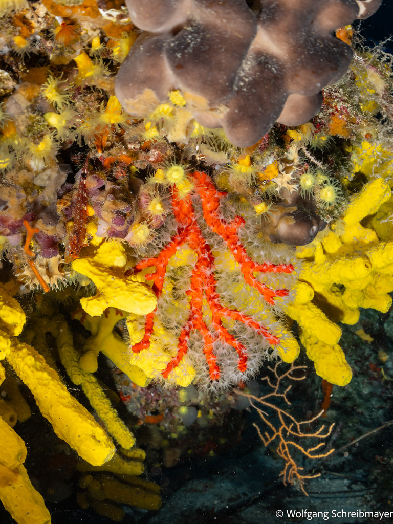 Punta Diving, Betina, Kroatien