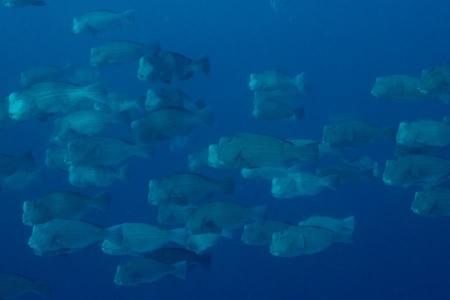 Ocean Hunter III,Palau