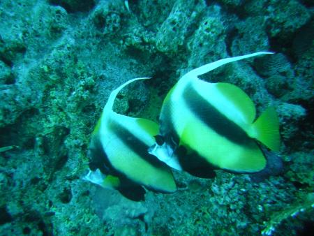 Aquarius Diving Club,Sharm el Sheikh,Sinai-Süd bis Nabq,Ägypten