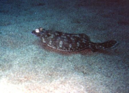Atlántica - Centro de buceo / Tauchzentrum,Puerto del Carmen,Lanzarote,Kanarische Inseln,Spanien