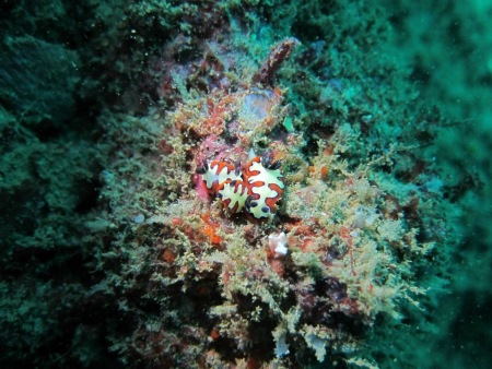 Diver´s Land Dive Club Unawatuna,Sri Lanka