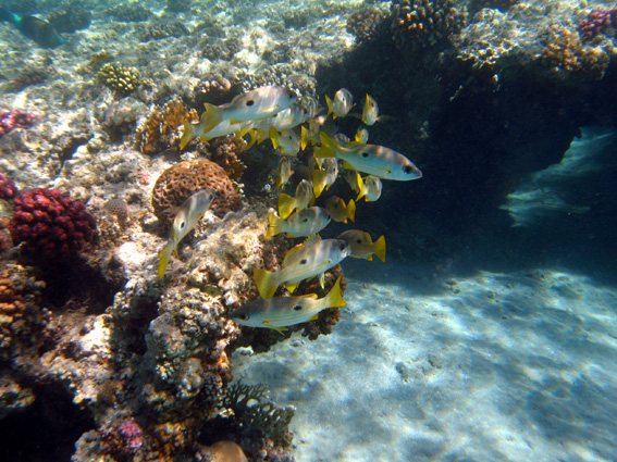 Brayka Bay House Reef, Brayka Bay,Ägypten