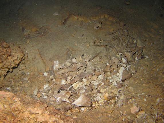 Cueva Taina (Höhlentauchen), Höhlentauchen,Dominikanische Republik
