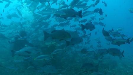 Ultimate Shark Encounter - Coral Coast,Fidschi