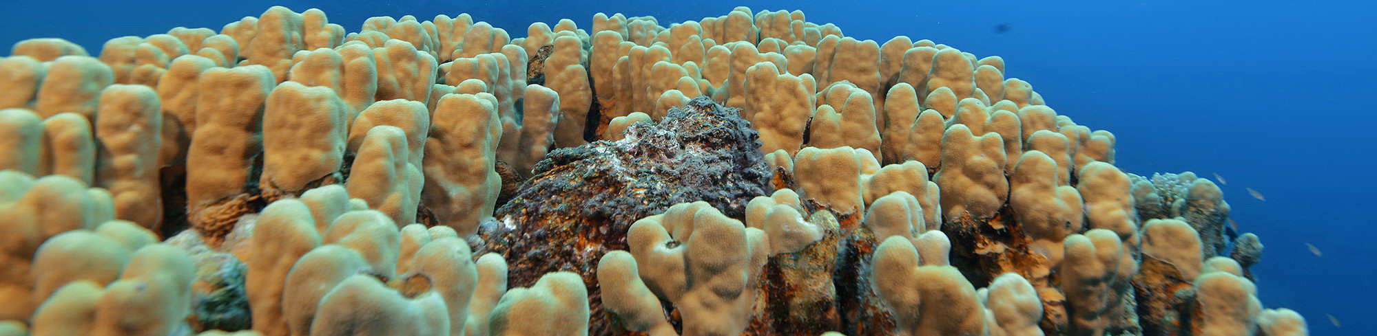 Korallen Aus Dem Rotem Meer Sind Hitzefest Diveinside News