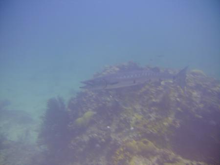 Scuba Pelicano,Isla Margarita,Juan Griego / Venezuela,Venezuela