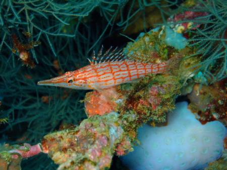 Reefseekers,Labuan Bajo,Allgemein,Indonesien