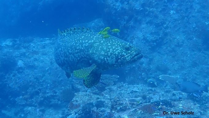 Grouoer plus Golden Trevallies, Praslin, Marianne, Octopus Diving, Praslin, Seychellen