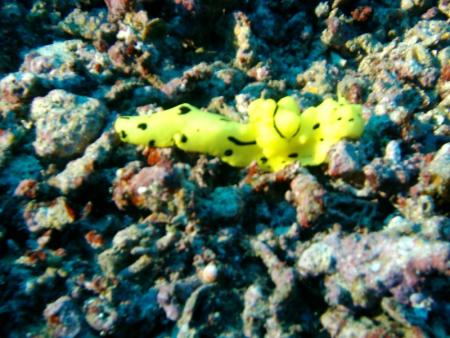 Eco Divers,Manado / North Sulawesi,Sulawesi,Indonesien