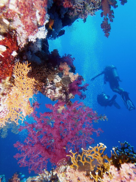Ras Mohamed - Iolanda Reef, Wrack der Jolanda,Ägypten