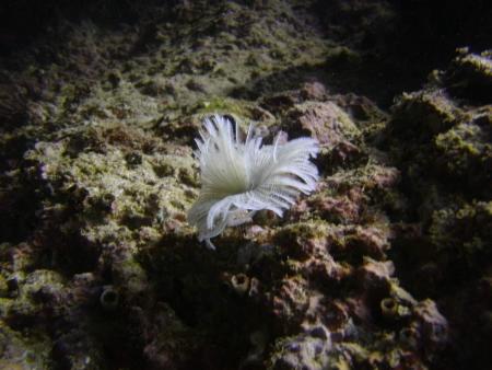 Oman Dive Center (Extra Divers),Muscat,Oman