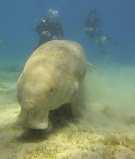 Beachsafari Diving Camp Marsa Alam,Marsa Alam und südlich,Ägypten